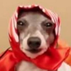 Meet your Posher, Paloma